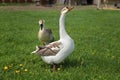 Gander and goose walking on a meadow with dandelions in farm.