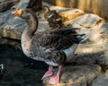 Gander takes a drink of water at the edge of a pond