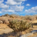 Ganders Cholla Cactus - Cylindropuntia ganderi. Ganders Cholla Cactus (Cylindropuntia ganderi) in the Anza Royalty Free Stock Photo