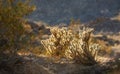 Ganders Cholla Cactus - Cylindropuntia ganderi. Ganders Cholla Cactus (Cylindropuntia ganderi) in the Anza Royalty Free Stock Photo