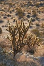 Ganders Cholla Cactus - Cylindropuntia ganderi. Ganders Cholla Cactus (Cylindropuntia ganderi) in the Anza Royalty Free Stock Photo