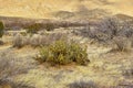 Ganders Cholla Cactus - Cylindropuntia ganderi. Ganders Cholla Cactus (Cylindropuntia ganderi) in the Anza Royalty Free Stock Photo