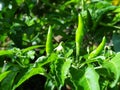 Gandhari Chilli-Bird's eye chilli