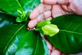 Gandhoraj flower, Gardenia jasminoides,  commonly known as gardenia, is a flowering plant. Old woman showing the flower bud in her Royalty Free Stock Photo