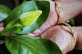 Gandhoraj flower, Gardenia jasminoides,commonly known as gardenia, is a flowering plant. Old woman showing the flower bud in her Royalty Free Stock Photo