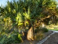 Gandjandjal Tree in Kings Park Royalty Free Stock Photo