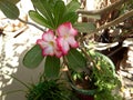 Ganesh champa flower at home garden