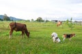 A gang of beagle dog is  guarding a cow which eating grass on the meadow Royalty Free Stock Photo