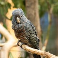 Female Gang Gang Cockatoo Royalty Free Stock Photo