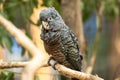 Female Gang Gang Cockatoo Royalty Free Stock Photo