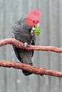 Gang Gang Cockatoo full length Royalty Free Stock Photo