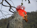 Gang Gang cockatoo eating seeds Royalty Free Stock Photo