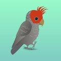 Gang gang cockatoo vector illustration Royalty Free Stock Photo