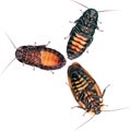 The gang of Cockroaches in white Royalty Free Stock Photo