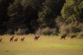 A gang of cow female and calf baby elk loping across a field toward the forest Royalty Free Stock Photo