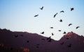 A gang of crows flying high over the mountains Royalty Free Stock Photo
