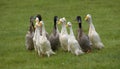 Flock Of Domestic Ducks