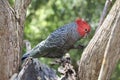 Gang-gang Cockatoo Royalty Free Stock Photo