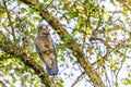 Gang-gang cockatoo eating red berries - Australian native bird Royalty Free Stock Photo