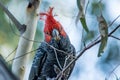 Gang-gang Cockatoo in Victoria, Australia Royalty Free Stock Photo