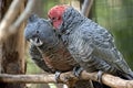 Gang-gang parrot preening Royalty Free Stock Photo