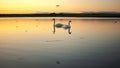 Gang, group of swans at sunrise. Backlight. Warm tones on the water lake. Silhouettes, shadows. Beautiful background