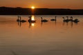 Gang, group of swans at sunrise. Backlight. Warm tones on the water lake. Silhouettes, shadows. Beautiful background