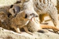 Gang of Short-Tailed Meerkats Huddle Together Sleepily with One Royalty Free Stock Photo