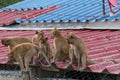 A gang of six teenage monkeys sits on the roof