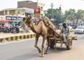 View of an Indian camel rider with wooden