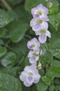 Ganges primrose flowers with small dew drops Royalty Free Stock Photo