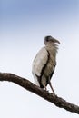 Gangly wood stork Mycteria americana perches high in a pine tree Royalty Free Stock Photo