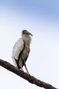 Gangly wood stork Mycteria americana perches high in a pine tree Royalty Free Stock Photo