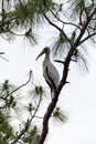 Gangly wood stork Mycteria americana perches high in a pine tree Royalty Free Stock Photo