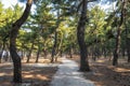 Gangneung haesong trail Royalty Free Stock Photo