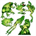 Frog Green Drawing Vector Illustration