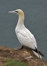 Gannet Royalty Free Stock Photo