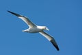 Gannet in the air