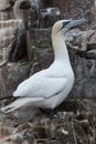 Gannet on Bass Rock 37642988