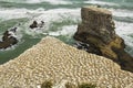 Gannet Bird Colony at Muriwai Beach Auckland New Zealand Royalty Free Stock Photo