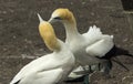 Gannet Bird Colony at Muriwai Beach Auckland New Zealand Royalty Free Stock Photo