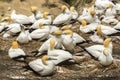 Gannet Bird Colony at Muriwai Beach Auckland New Zealand Royalty Free Stock Photo