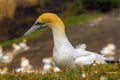 Gannet Bird Colony at Muriwai Beach Auckland New Zealand Royalty Free Stock Photo