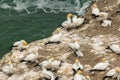 Gannet Bird Colony at Muriwai Beach Auckland New Zealand Royalty Free Stock Photo