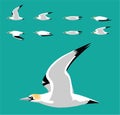 Gannet Bird Flying Animation Sequence Cartoon Vector Illustration Royalty Free Stock Photo