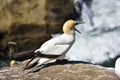 Gannet in Birds island Royalty Free Stock Photo