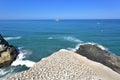 Gannet in Birds island Royalty Free Stock Photo