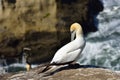 Gannet in Birds island Royalty Free Stock Photo