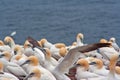 Gannet colony