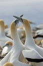 Gannets greeting each other with the Gannet Dance Royalty Free Stock Photo